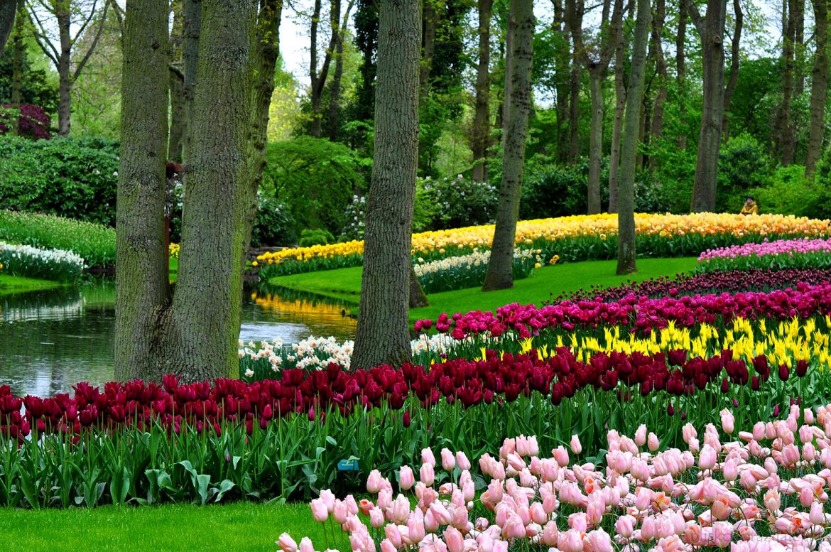 Kiedy kwitną tulipany w Holandii
