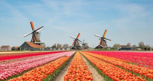 Pola tulipanów Holandia kiedy