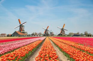Pola tulipanów Holandia kiedy